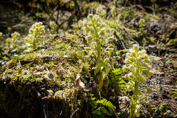 Blooming plants, Velky Sokol gorge, Slovak Paradise national park