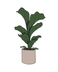 Home exotic plant with large leaves in a pot
