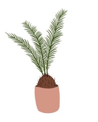 Home exotic plant in a pot