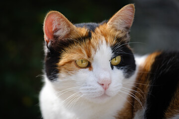 Beautiful tricolor calico cat outdoors