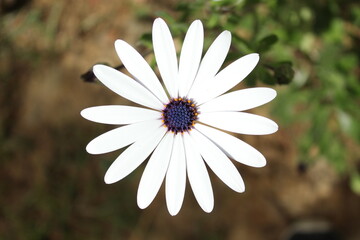 Flor