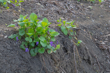 Violets blooming beautiful in the spring time