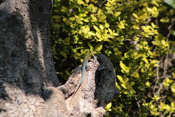 Lagartija en un &aacute;rbol
