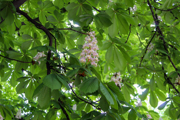 White bunches of chestnut flowers. Flowering chestnut horse. Aesculus hippocastanum horse chestnut tree in bloom, white flowering flowers on branches.