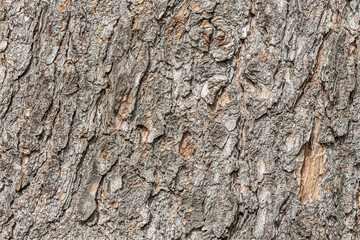 Texture of brown bark of old tree with knots and cracks is in the photo