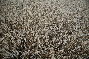 Ripe wheat crop field in the late summer. Ready for harvesting. Common staple food growing in Northern Europe.