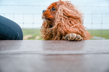 A small brown Cavalier King Charles Spaniel