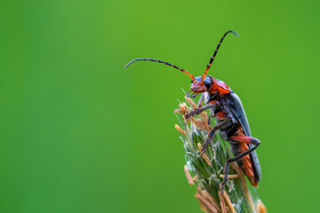 Close-up macro shot of Cantharis sitting on the top of green flower. Isolated on green background. Shallow depth of field