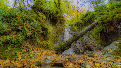 Creek in the autumn forest. Fallen logs covered with moss. Yellow leaves in the wood.