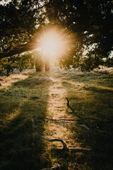 Colorful summer forest with warm sunset light coming into the forest with tree silhouettes and relax natural scenery. Warm vibes in the spring nature woodland