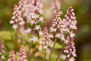 Schaumblüten (Tiarella)