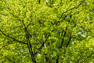 Natur der Pflanzen