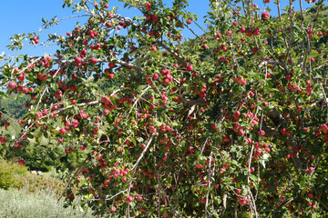 Apple tree with red apples in autumn