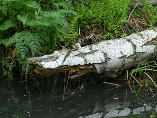 birch tree stump in the water