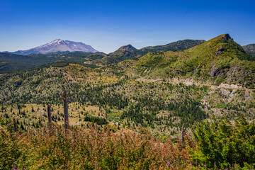 Fototapeta na wymiar Bare trunks of burned trees. Rebirth of the young forest. Amazing landscape near Mount St Helens National Park, East Part, South Cascades in Washington State, USA