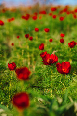 Background with red peony (paeony) flowers 