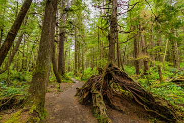 Old-growth trees in the fairy green forest. A path in the forest. Amazing interlacing of the roots of trees. Fallen tree trunks covered with moss. Washington state, USA