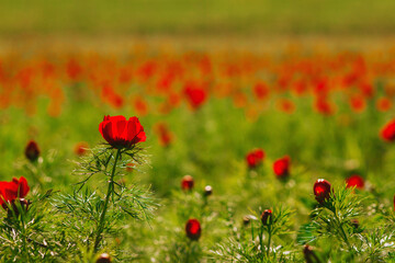 Background with red peony (paeony) flowers 