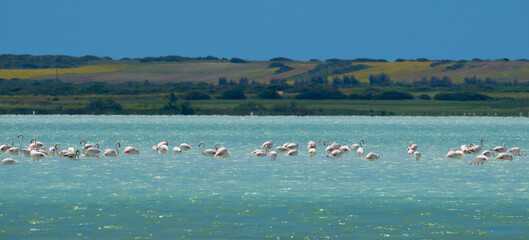 flock of flamingos in their natural ecosystem,Phoenicopterus
