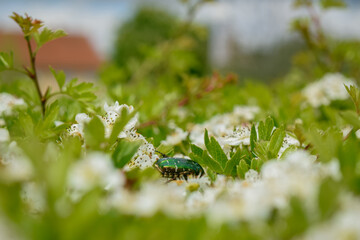 grass and flowers