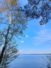 tree on the lake under blue sky