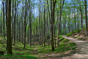  Country lane through a beech forest.  Fresh green deciduous forest in spring.