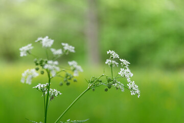 Wiesenkerbel  mit unscharfem Hintergrund