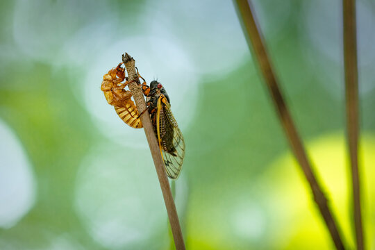 Closeup Macro Brood-X 17 Year Periodic Cicada and shell clinging to the end of a stick against green background