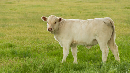 Ternero mirando en el prado
