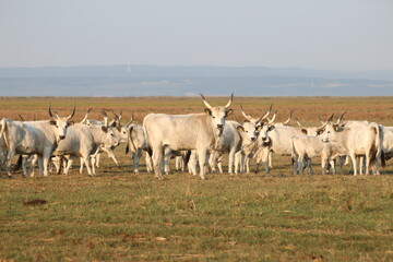 Steppeninder im Nationalpark Neusiedler See