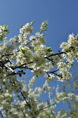 Blooming white cherry flowers close-up. Branch with flowers on a blurred background.