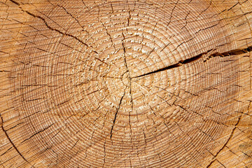 The surface of the cut tree. Rough texture of wood rings with a crack