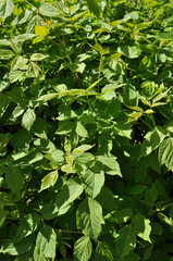 Young green leaves of bushes in bright sunlight. Background, texture. Early spring.