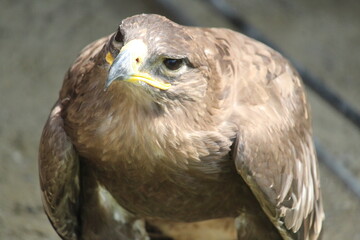 close up of a falcon