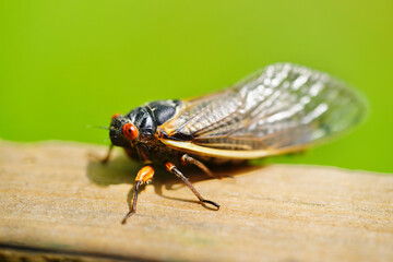 Macro of Cicada on fence 