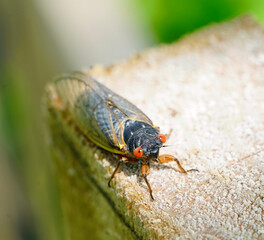 Closeup of Cicada on fence 