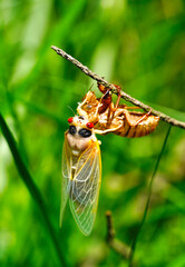 Cicada newly emerged from exoskeleton