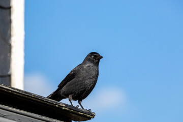 A Close Up of a Jackdaw