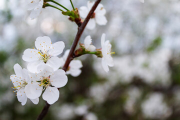 Obraz premium Branches with beautiful white flowers. Spring cherry blossoms.