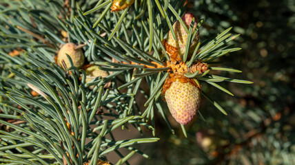 Fototapeta premium Small unripe spruce cones on a tree, macro photography