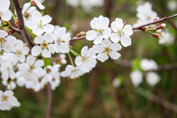 Branches with beautiful white flowers. Spring cherry blossoms.