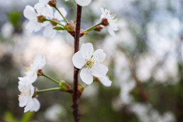 Branches with beautiful white flowers. Spring cherry blossoms.