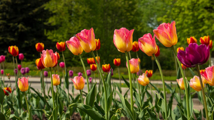 multicolored tulips on a flowerbed, macro photography, backgrounds