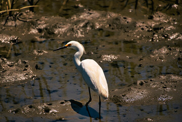 A snowy egret wading in shallows and puff mud of a salt marsh near Charleston, South Carolina, USA.