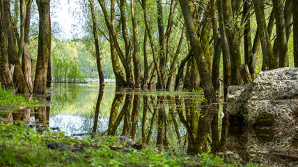Fototapeta na wymiar large tree trunks reflecting in the water