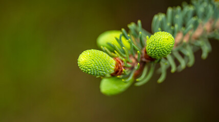 Small unripe spruce cones on a tree, macro photography