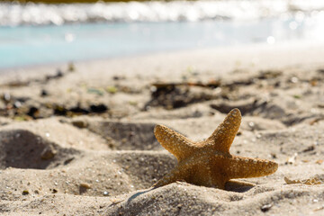 Sea star on the sand on the ocean on a warm summer day