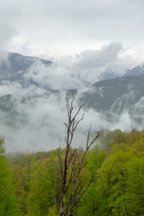 Mountain landscape with a dry tree in a forest. And the clouds. Krasnaya Polyana. Sochi
