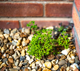 Close and selective focus on perennial weeds growing through the shingle next to a red brick wall with intentional bokeh