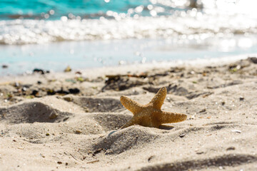 Sea star on the sand on the ocean on a warm summer day
